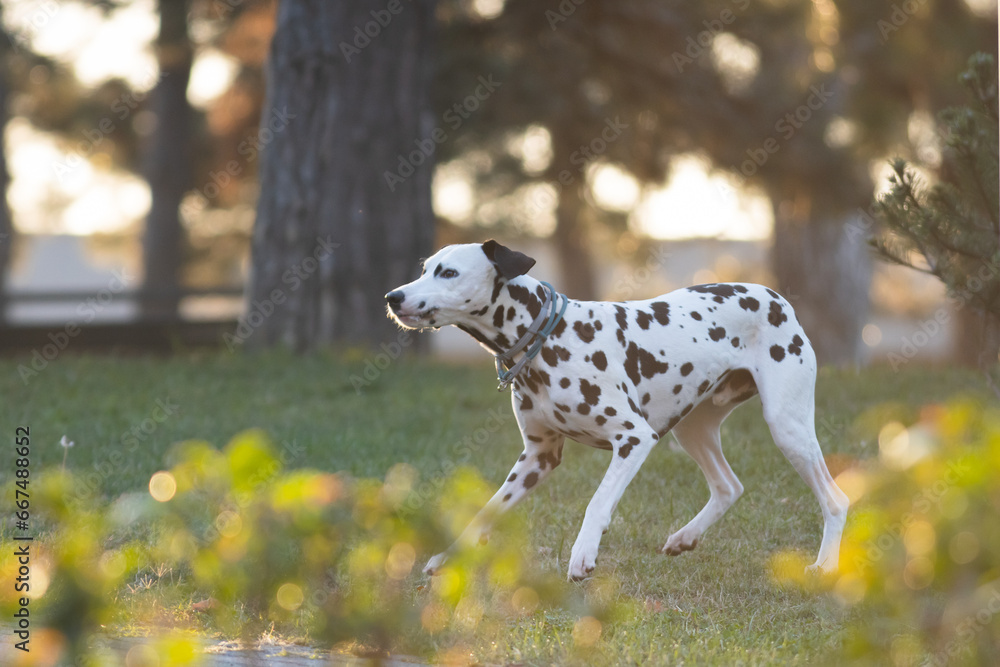 Spotted dog mid-jump in park Spotted dog mid-jump in park