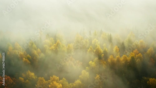 Autumn forest in golden light and tumultuous fog photo