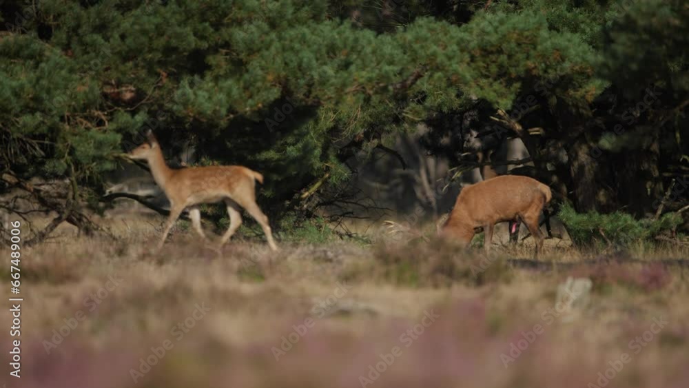 Medium shot of a large bull male red deer in the clearing of a forest as his harem of female deer trot past Medium shot of a large bull male red deer in the clearing of a forest as his harem of female deer trot past