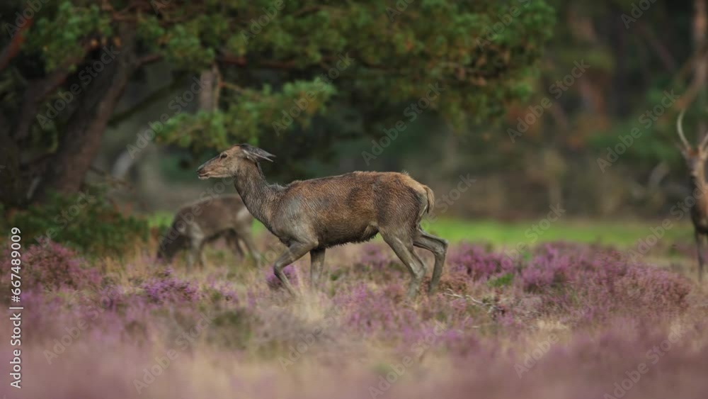 Medium following shot of a red deer doe trotting through a small herd most of them wet and covered in mud while standing in a clearing with purple wildflowers Medium following shot of a red deer doe trotting through a small herd most of them wet and covered in mud while standing in a clearing with purple wildflowers