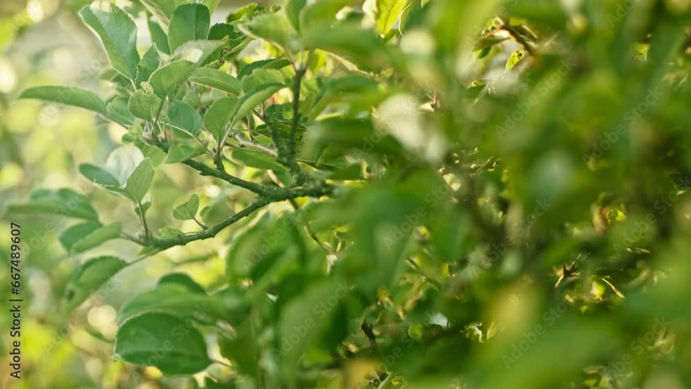 Autumn, spring or summer background of lush green leaves of a tree rustling gently in the wind, focus being racked from foreground to background Autumn, spring or summer background of lush green leaves of a tree rustling gently in the wind, focus being racked from foreground to background