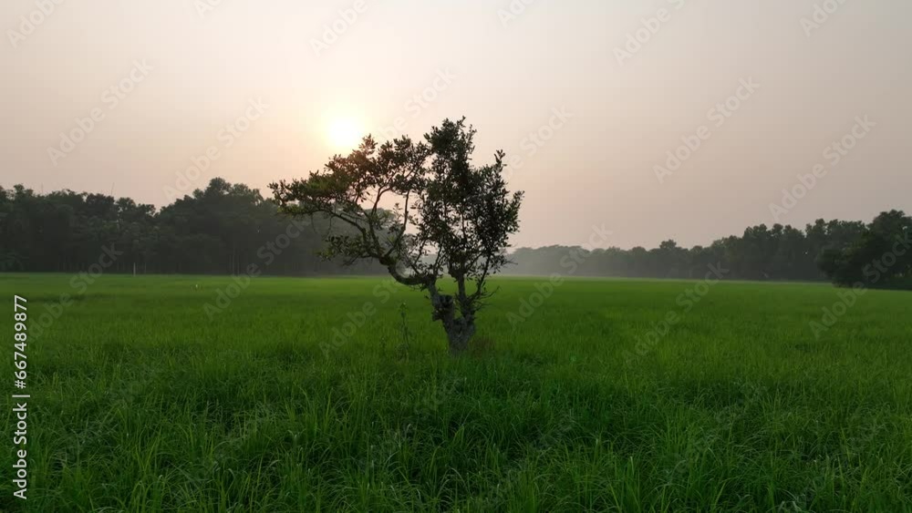 Beautiful sunrise in the field . tree in the field , Mist morning in rice field Beautiful sunrise in the field . tree in the field , Mist morning in rice field