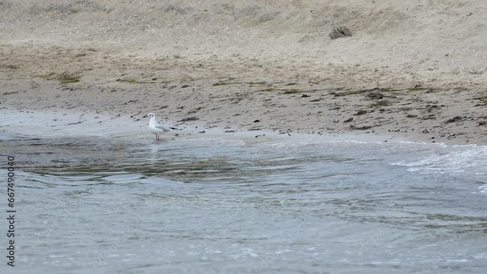 Seagull stands at the water's edge on a sandy beach with gentle waves and scattered seaweed, capturing the tranquil ambiance of coastal nature. Seagull stands at the water's edge on a sandy beach with gentle waves and scattered seaweed, capturing the tranquil ambiance of coastal nature.