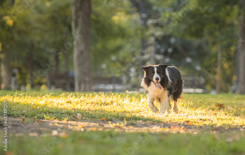 Dog playing in park - sunny autumn day