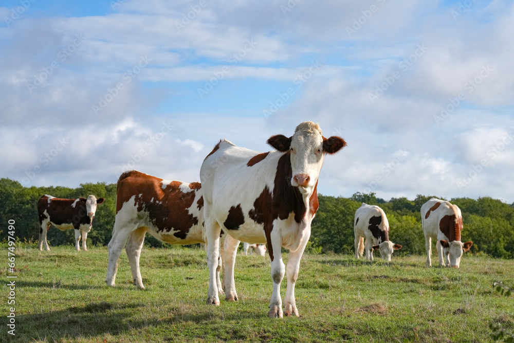 Junge Rinder auf einer Weide mit Blick in die Kamera