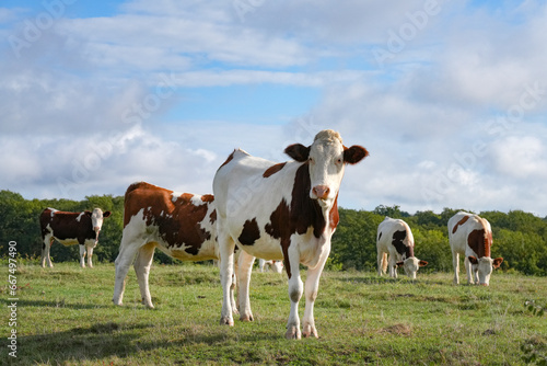 Junge Rinder auf einer Weide mit Blick in die Kamera