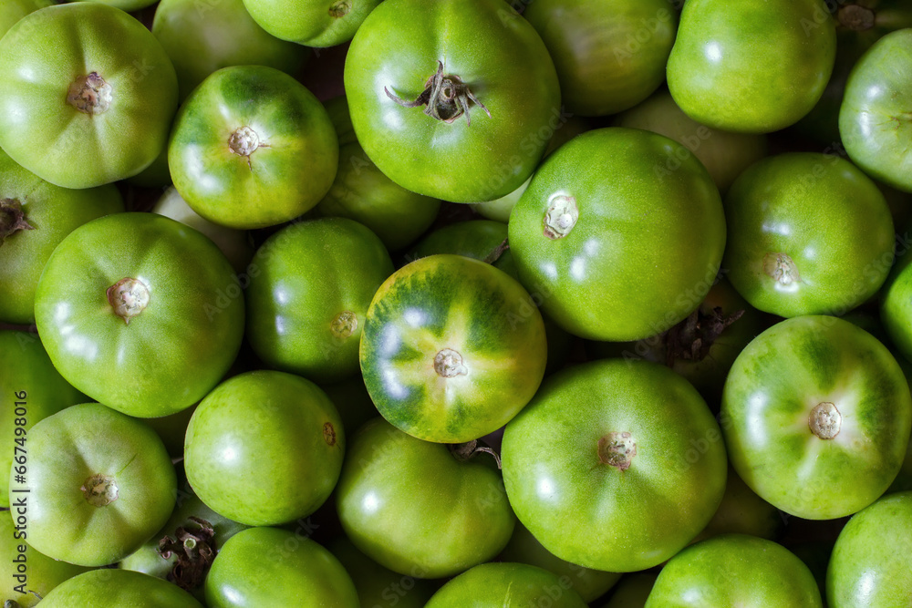 Green tomatoes close-up. Natural green vegetables. Lots of green tomatoes.