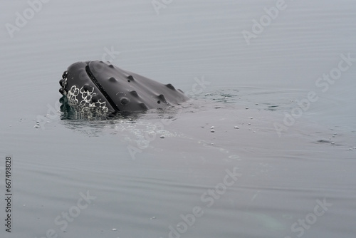 buckelwal zeigt seinen kopf aus dem wasser und bleibt unter wasser sichtbar photo