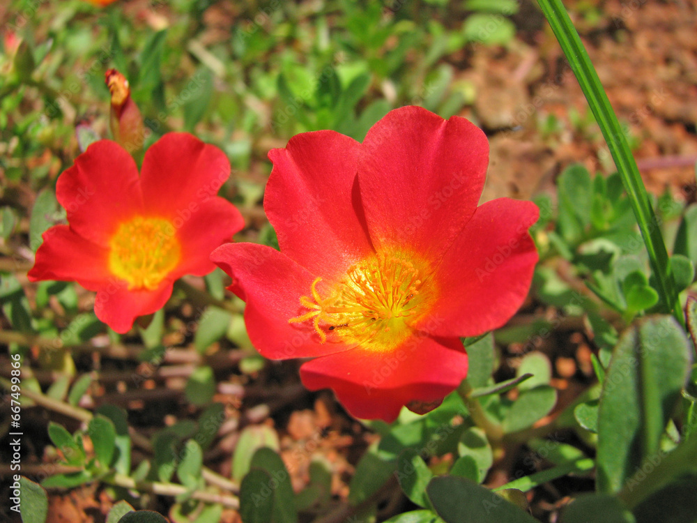 Closeup of flower with large petals Closeup of flower with large petals
