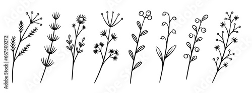 Set of fand-drawn flowers and herbs photo