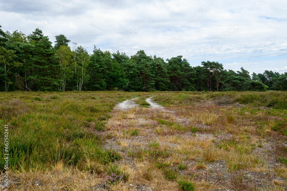Green landscape with heather plants with a road in the middle.