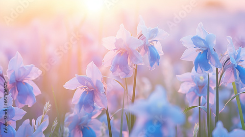 delicate soft pastel blue flowers in the morning mist, light blue irises on a wild field in the pink tones of spring