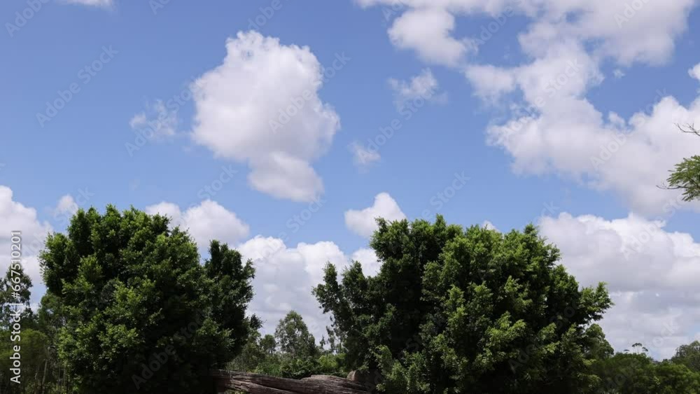 Close-up scene of a nice sky day, zooming out to reveal the Rhino area at the zoo. Close-up scene of a nice sky day, zooming out to reveal the Rhino area at the zoo.
