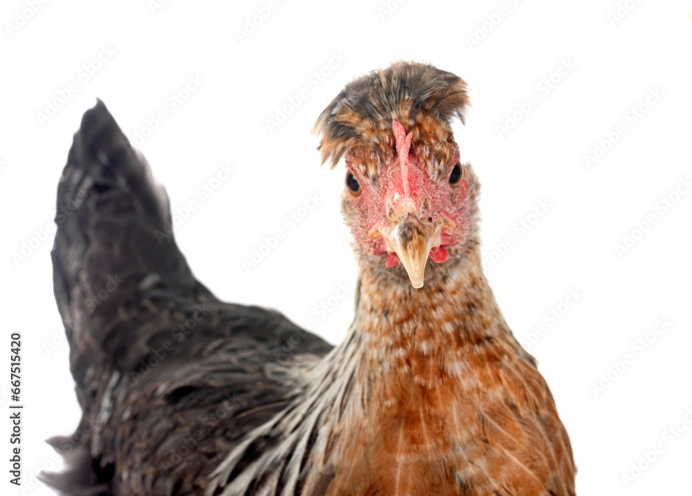 Fototapeta premium cream legbar chicken