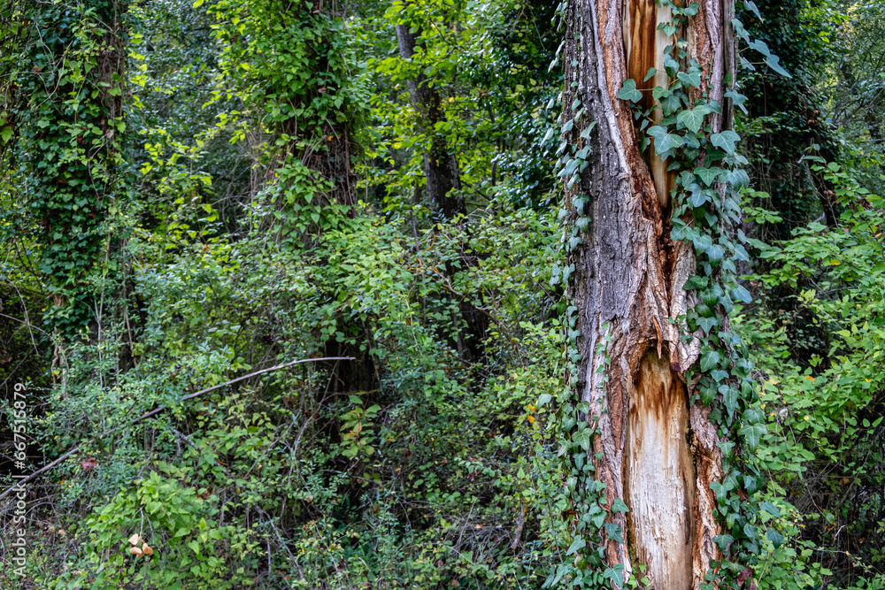Obraz premium Poplar trunks covered with climbing plants of Ivy and Clematis or Beggars' Grass. Invasive species. Hedera helix. Clematis vitalba.