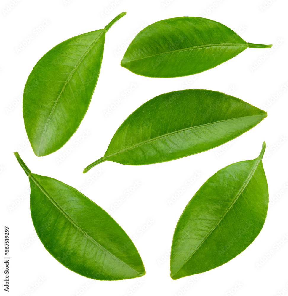 Citrus leaves collection isolated Citrus leaves collection isolated