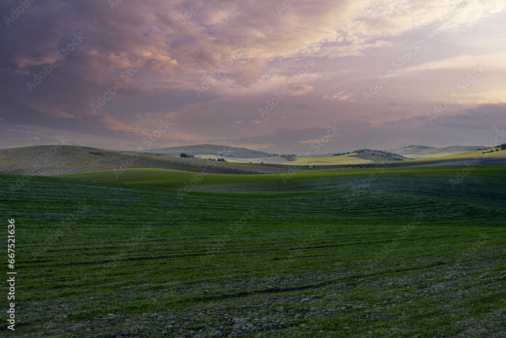 Obraz premium Sunset in the cereal fields.