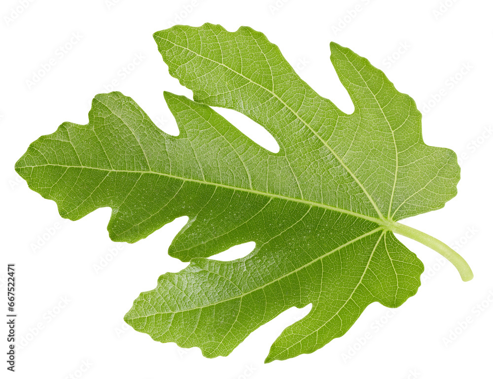 Fig leaf on white background Fig leaf on white background