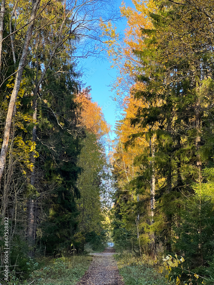 A mysterious road in the autumn forest. A clear day, blue sky and a walk among huge pines and firs. Northern nature in the park of St. Petersburg. Leaf fall, yellow, green background and a pattern. A mysterious road in the autumn forest. A clear day, blue sky and a walk among huge pines and firs. Northern nature in the park of St. Petersburg. Leaf fall, yellow, green background and a pattern.