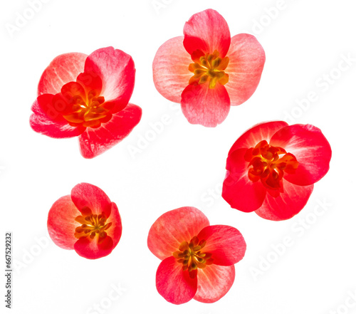 red begonia flowers on the white background photo