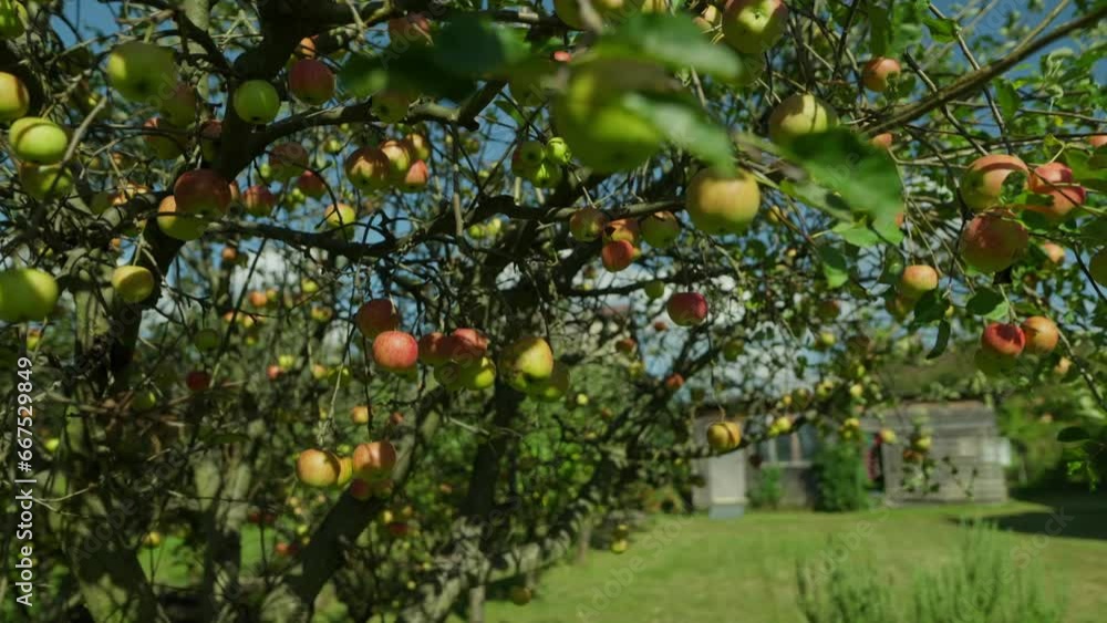 Sidy dolly shot of an ripe apples hanging on the tree on sunny day during summer with blue sky Sidy dolly shot of an ripe apples hanging on the tree on sunny day during summer with blue sky