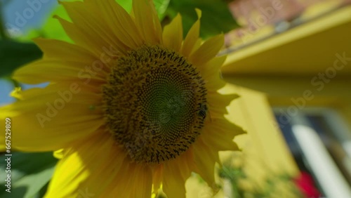 Slowmotion slose up shot of a bee harvesting a pollen from a yellow sunflower in the garden photo