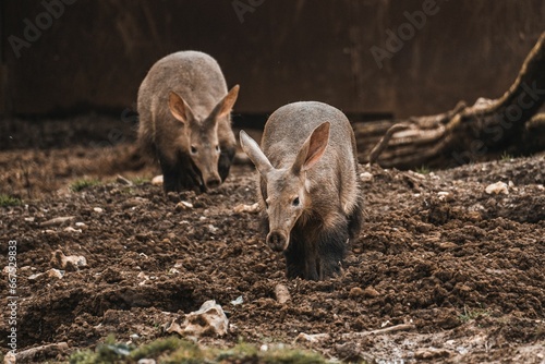 Two aardvarks (Orycteropus afer) standing in a forest with trees photo