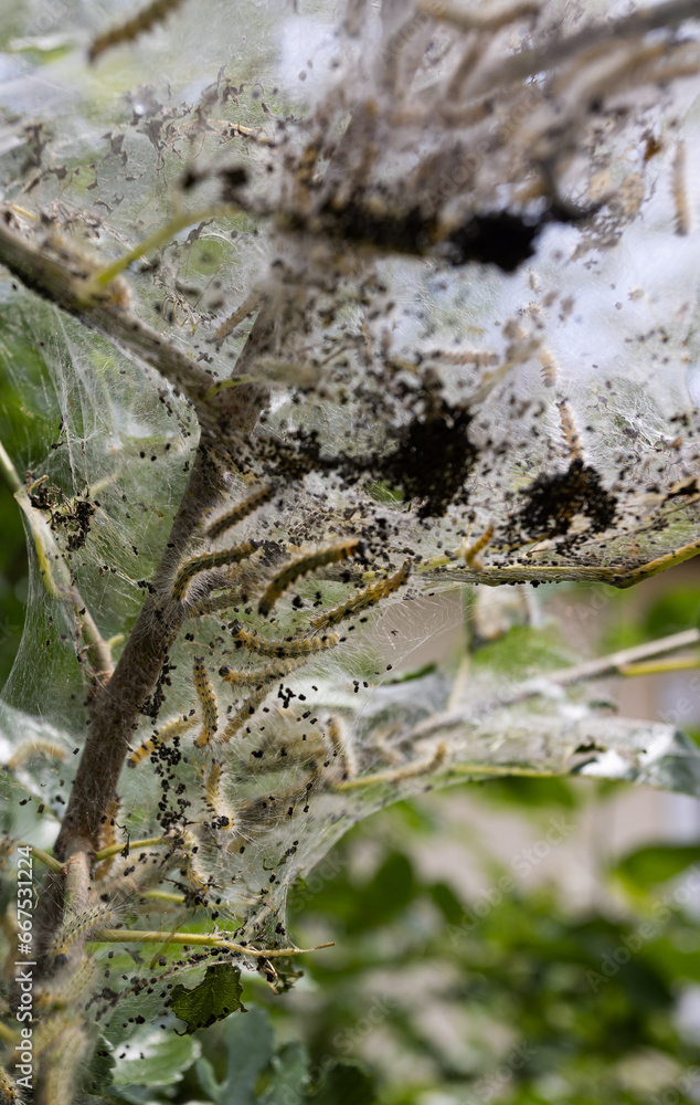 Codling moth caterpillars in silky web on an apple tree branch. Tent ...