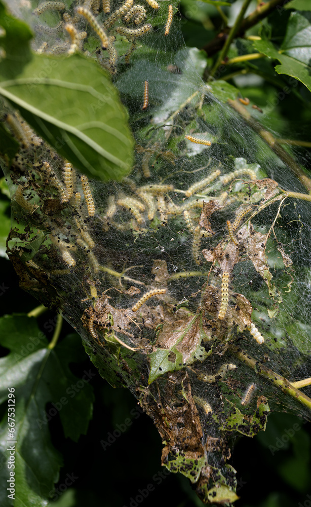 Codling moth caterpillars in silky web on an apple tree branch. Tent ...