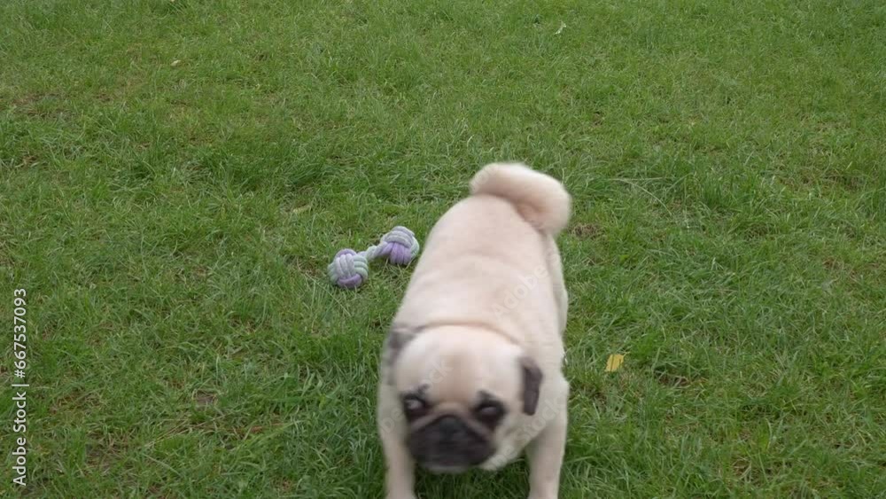 Adorable pug barking in park. Dog on walk Adorable pug barking in park. Dog on walk