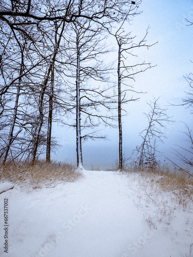 snow-covered path between trees in the snow, fog-shrouded background (ID: 667537002)
