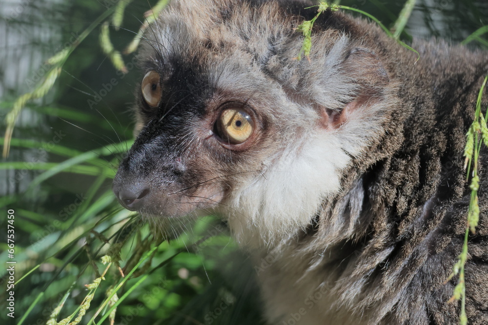 Fototapeta premium ブラウンキツネザル