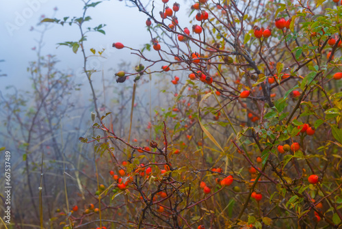 closeup briar bush with ripen berries in dense mist