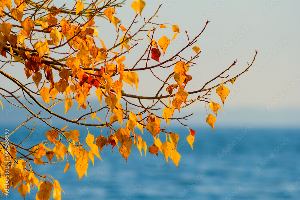 closeup red autumn tree branch on river coast closeup red autumn tree branch on river coast