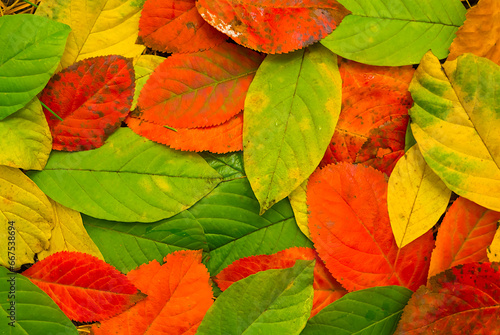 varicoloured red dry autumn leaves background