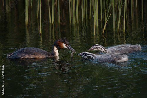 Great Crested Grebe, waterbird (Podiceps cristatus). Great crested grebe with youngster. Great Crested Grebe (Podiceps cristatus) feeding chicks.          