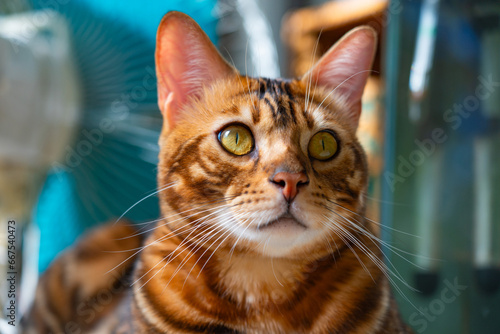 Portrait of a cute bengal cat