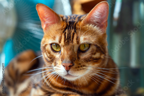 Portrait of a cute bengal cat