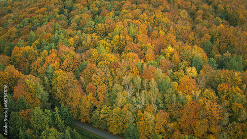 Autumn Forest - Jesienny Las