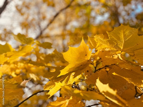 Yellow maple leaves on the tree branches, golden fall background photo