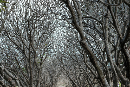 Fototapeta Naklejka Na Ścianę i Meble -  winter trees in the woods 