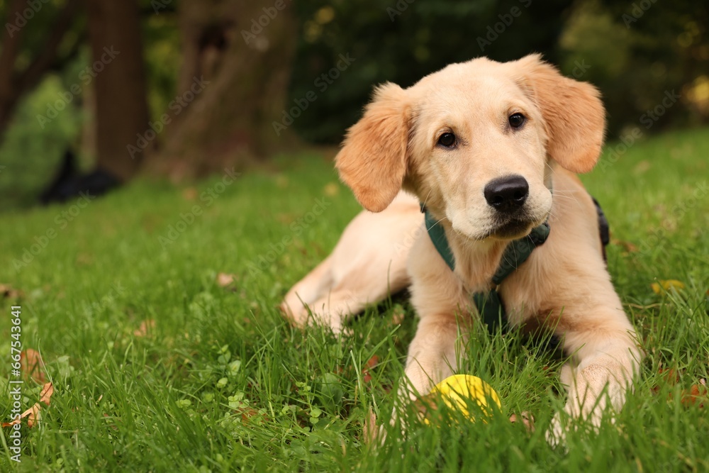 Cute Labrador Retriever puppy playing with ball on green grass in park, space for text Cute Labrador Retriever puppy playing with ball on green grass in park, space for text