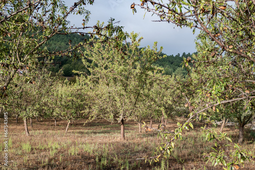 Fazenda com amendoeiras e amêndoas já maduras num dia de outono photo