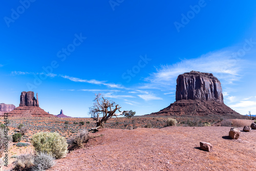 travel usa and north america, Monument Valley, in the centre is a dead dry tree, to the right Merrick Butte, to the left West Mitten Butte