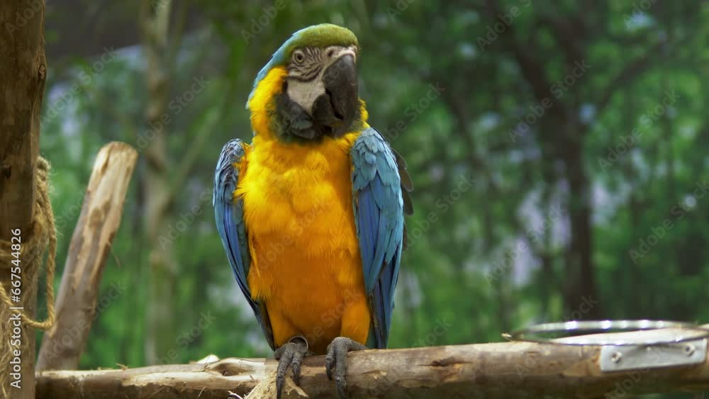 A blue-and-yellow macaw is preening and cleaning its feathers while perching on a branch inside a zoo in Bangkok, Thailand. A blue-and-yellow macaw is preening and cleaning its feathers while perching on a branch inside a zoo in Bangkok, Thailand.