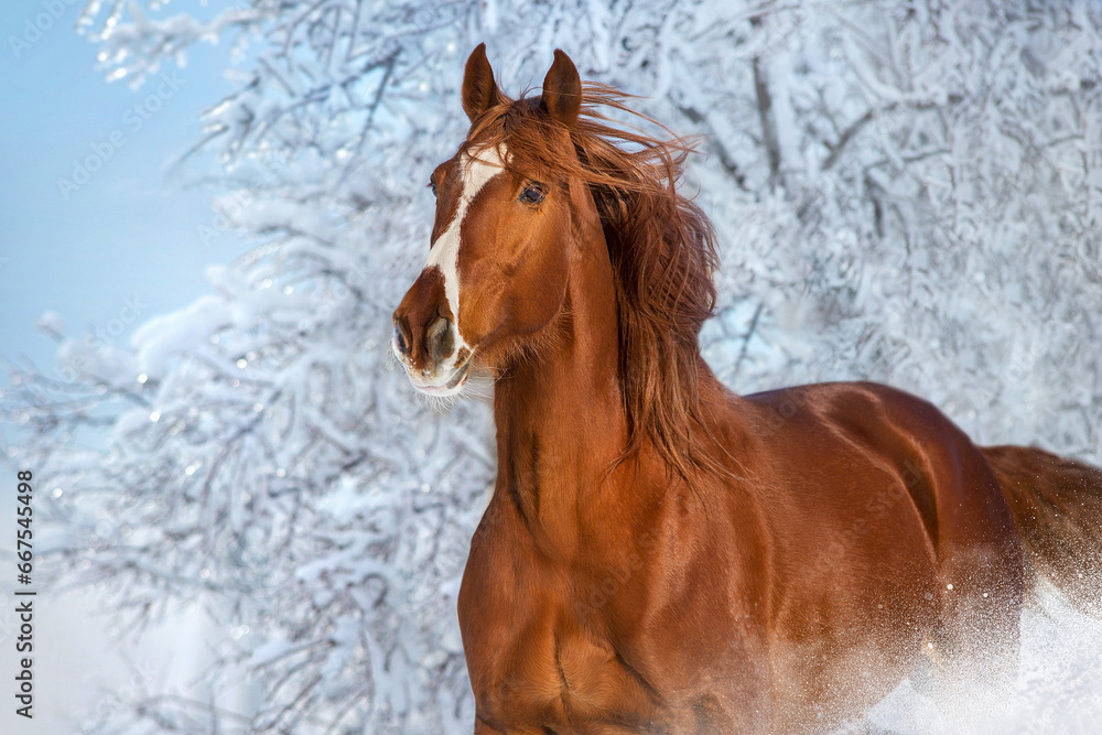 Fotografie Red horse in winter day