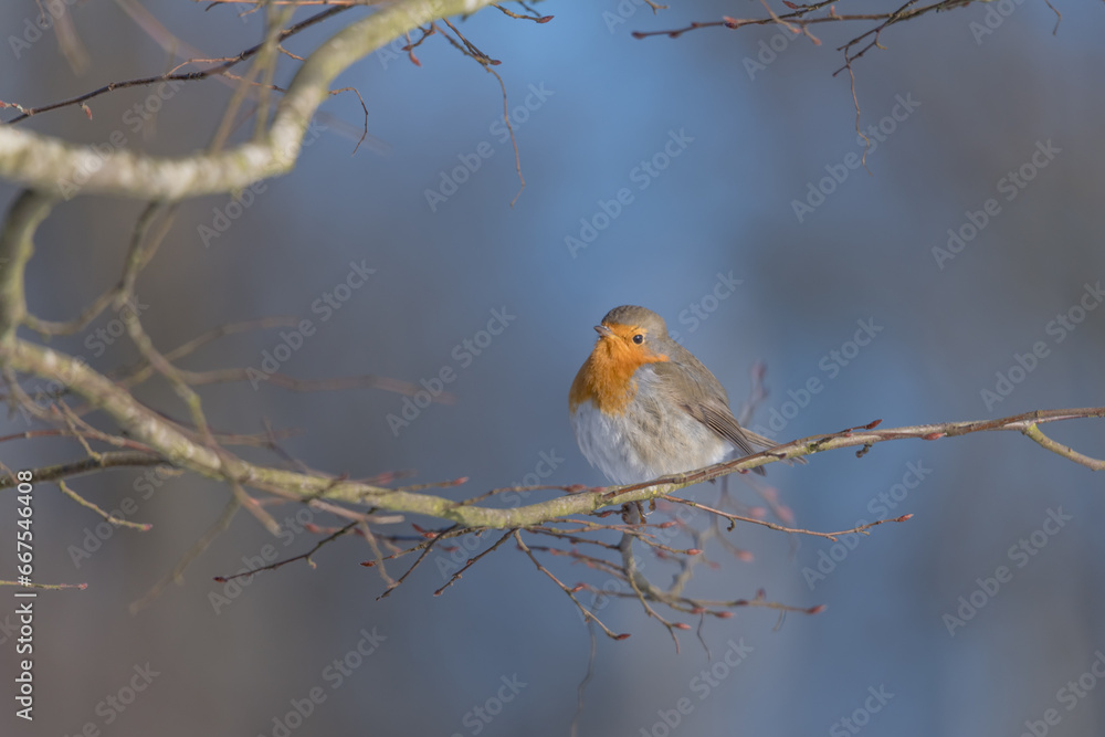 Fototapeta premium rouge gorge