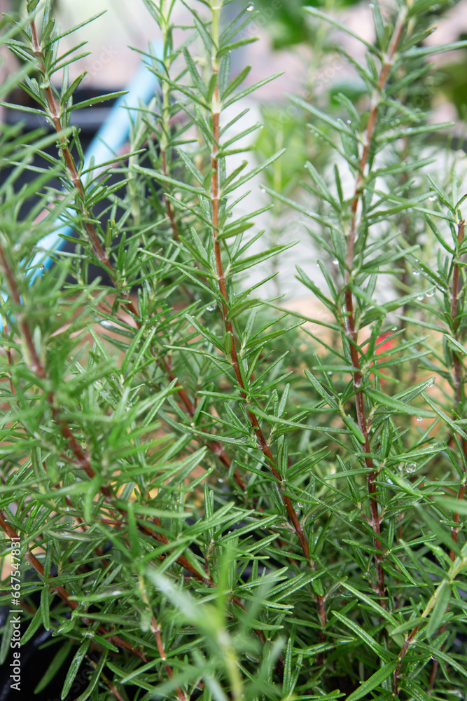 Close up, Fresh green rosemary with drop water in a pot growing in a small greenhouse in the backyard. Close up, Fresh green rosemary with drop water in a pot growing in a small greenhouse in the backyard.