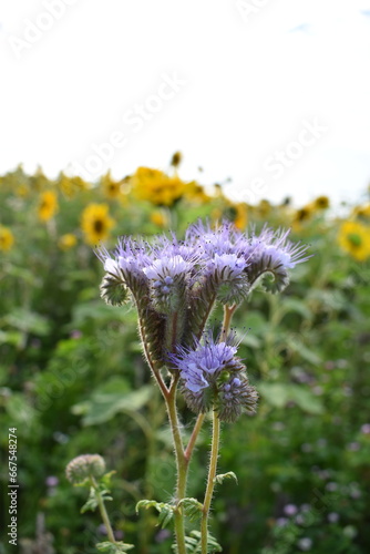 Summer in Germany Hessia Werra-Mei  ner-Kreis