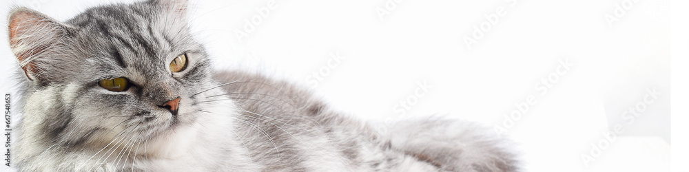 Horizontal banner with a gray cat. Flat layout, top view, a place to copy. High quality photo